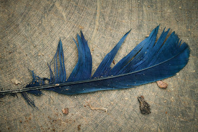 Close-up of feather on ground