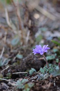 Close-up of purple flowers