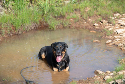 Portrait of black dog in water