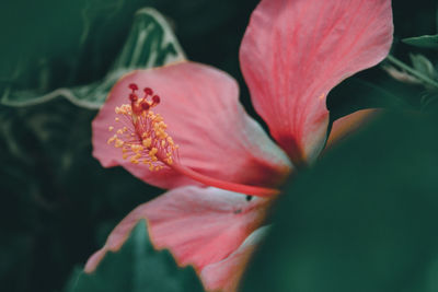 Close-up of red hibiscus flower