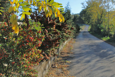 Road amidst plants during autumn