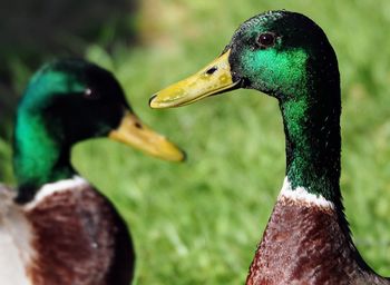 Close-up of ducks