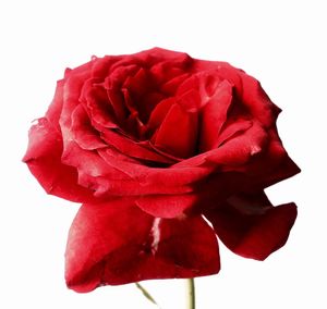 Close-up of red rose against white background