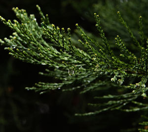 Close-up of wet plant leaves