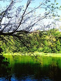 Reflection of trees in lake