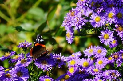 Close-up of butterfly on purple flowers