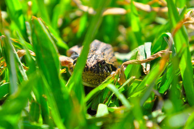 Close-up of insect on grass