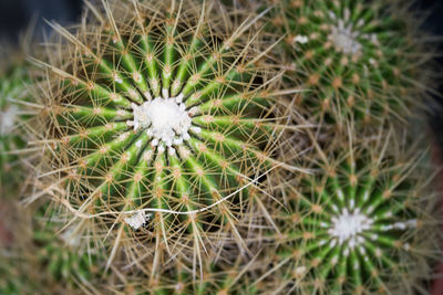 Close-up of succulent plant