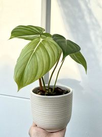 Close-up of hand holding potted plant against wall