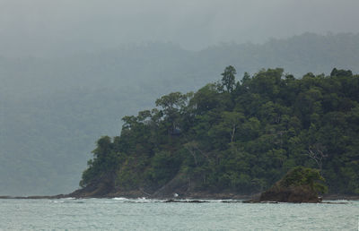 Trees by sea against sky