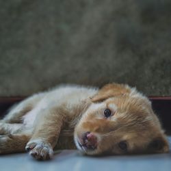 Cute dog retriever