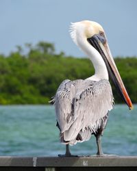 Close-up of pelican perching on lake