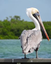 Close-up of pelican perching on railing