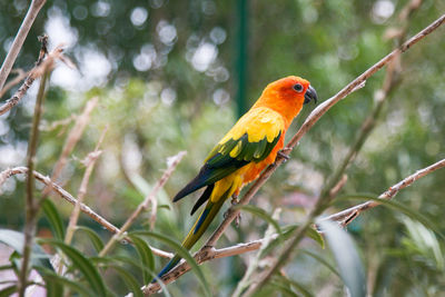 Bird perching on branch