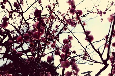 Low angle view of pink flowers on tree