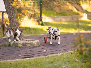 Dog at park