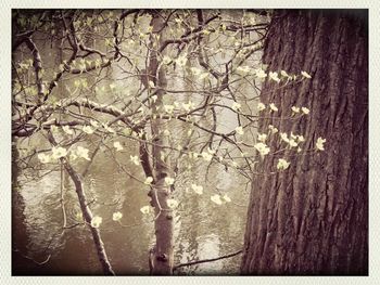 Bare trees against sky