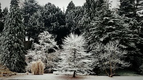 Trees against sky