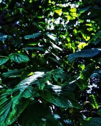 Close-up of green leaves on tree