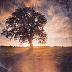 Trees on field against cloudy sky