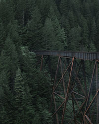 Bridge by pine trees in forest