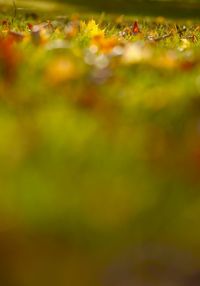 Close-up of autumn leaves