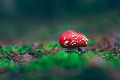 nature