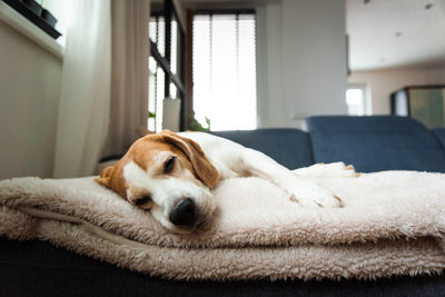 Close-up of dog relaxing on bed at home