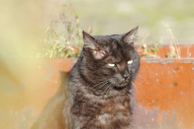 Close-up portrait of cat