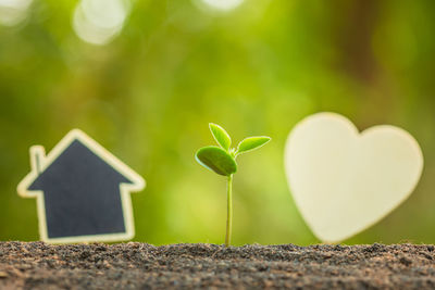 Close-up of heart shape plant growing outdoors