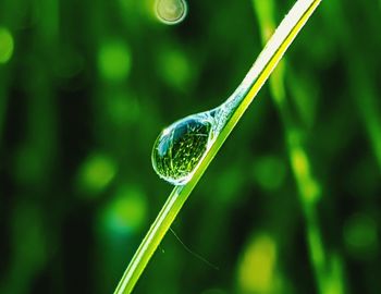 Close up of grass