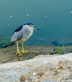 Bird in water