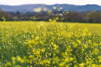 Scenic view of oilseed rape field