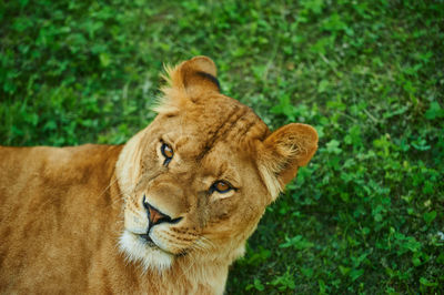 Lioness looking away