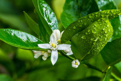 Close-up of water drops on plant