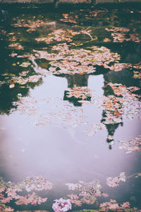 High angle view of flowering plants in lake