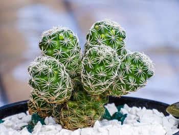 Close-up of cactus plant