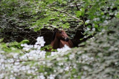 Cat on tree