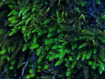 Full frame shot of fern