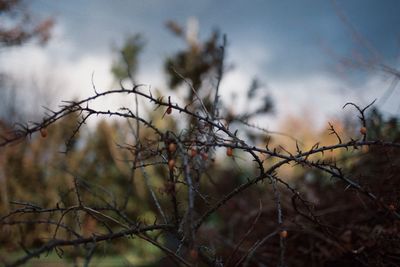 Close-up of branches against sky