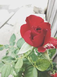 Close-up of red rose blooming outdoors