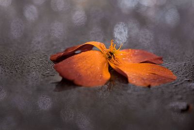 Close-up of orange