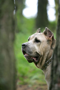 Close-up of a dog looking away