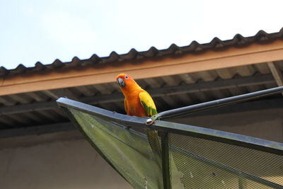 Bird perching on a roof