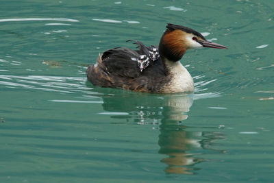 Close-up of duck swimming in lake