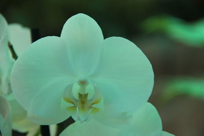 Close-up of white flowering plant