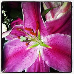 Close-up of pink flowers