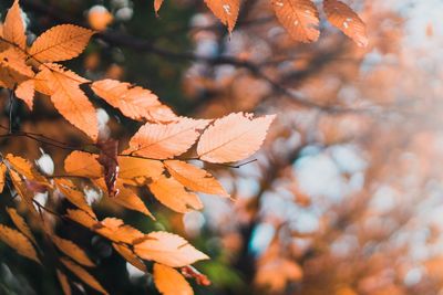 Close-up of maple leaves on branch