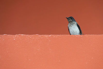Close-up of bird perching on roof against orange wall