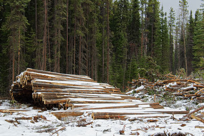 Wooden logs in forest during winter